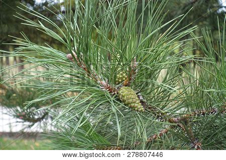 Branch Of Pine With Immature Seed Cone