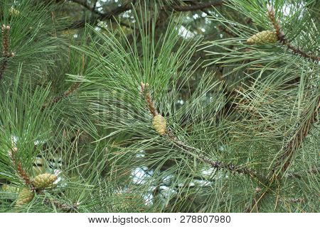 Female Cones On Branches Of Pine In September