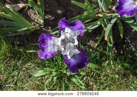 Purple And White Iris Hybrida Hort. Deltaplane Growing In Spring Garden, Top View