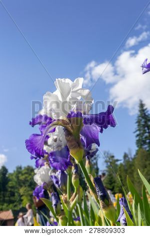 Purple And White Iris Hybrida Hort. Deltaplane Growing In Spring Garden By Blue Sky, Side View