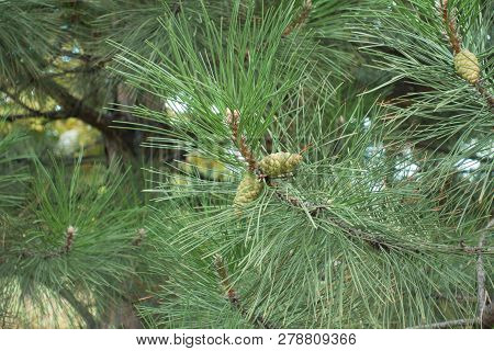 Leafage And Immature Seed Cones Of Pine