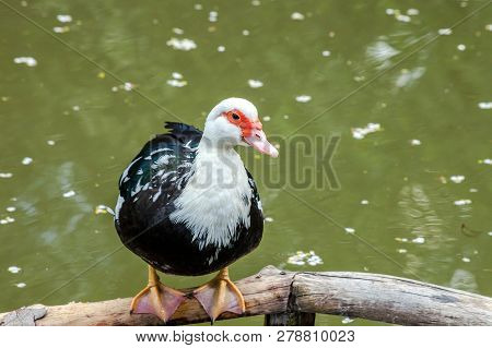 Muscovy Duck Sitting Near Pond. Cairina Moschata Domestica Bird Near Lake