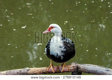 Muscovy Duck Sitting Near Pond. Cairina Moschata Domestica Bird Near Lake