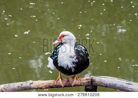 Muscovy Duck Sitting Near Pond. Cairina Moschata Domestica Bird Near Lake