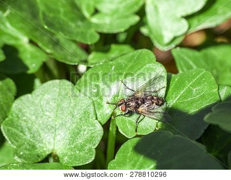 Gray Fly Sitting On Green Leaf In Summer Garden. Flesh Flies (sarcophaga) Pest Insect