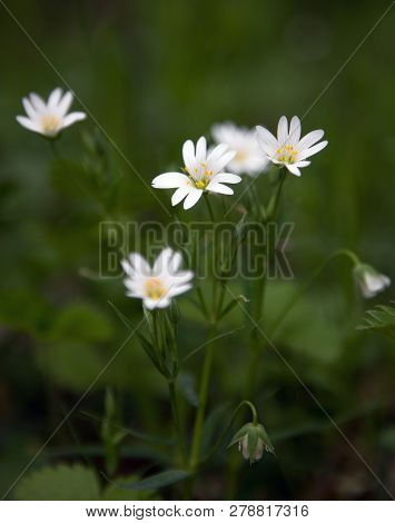 Closeup And Selective Focus Of Stellaria Holostea, Also Known As Addersmeat Or More Stitchwort In Sp