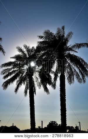 Pair Of Palm Trees With Sun Shining Through The Palm Fronds