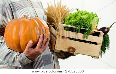 Delivery Service Fresh Vegetables From Farm. Buy Fresh Homegrown Vegetables. Just From Garden. Farme