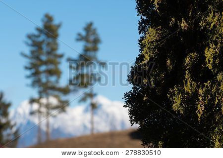 Closeup Of Sidelit Cypress Tree With Pine Trees And Snowcapped Alpine Peaks In Background