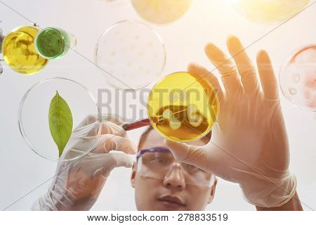 Young Vietnamese Chemist Bending Over Table And Adding Reagent Into Petri Dish