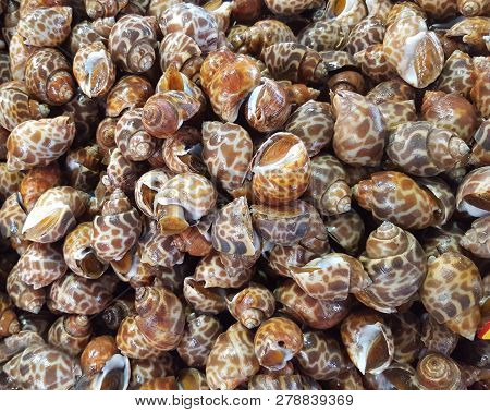 Spotted Babylon Or Babylonia Areolata Shellfish For Background