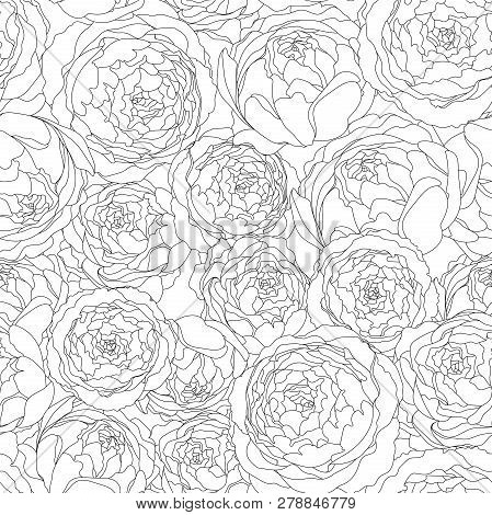 Seamless Background Pattern With Peony Flowers. Vector Hand Drawn Illustration. Graphic Hand Drawn F