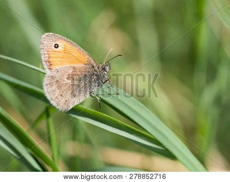 Beautiful Small Heath ( Coenonympha Pamphilus ) Butterfly Sitting On A Green Blade Of Grass On A Sum