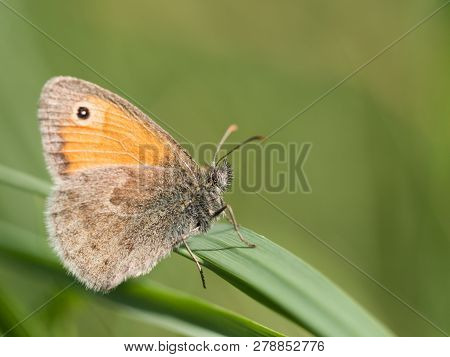 Beautiful Small Heath ( Coenonympha Pamphilus ) Butterfly Sitting On A Green Blade Of Grass On A Sum