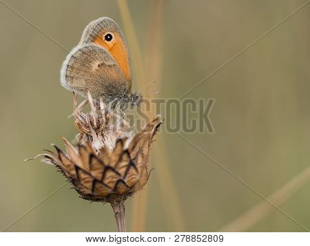 Beautiful Small Heath ( Coenonympha Pamphilus ) Butterfly Sitting On A Dry Plant On A Summer Day