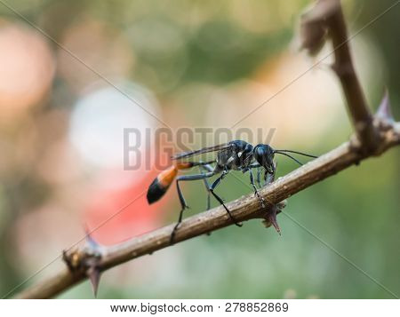 Red-banded Sand Wasp ( Ammophila Sabulosa )on Of The Subfamily Ammophilinae Of The Hunting Wasp Fami