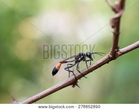 Red-banded Sand Wasp ( Ammophila Sabulosa )on Of The Subfamily Ammophilinae Of The Hunting Wasp Fami