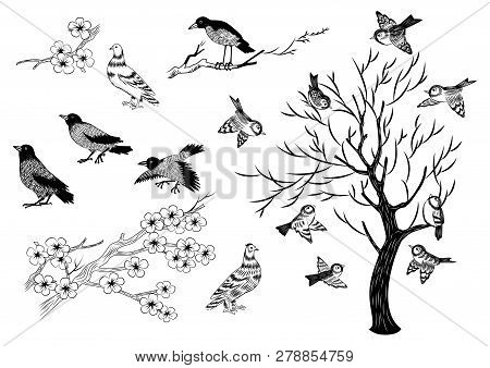 Illustration Of Hand Drawn Magpies, Sparrows, Pigeons And Trees Isolated