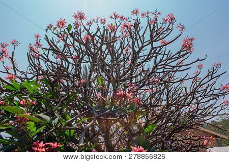Neautiful Pink Frangipani Flowers On The Bush