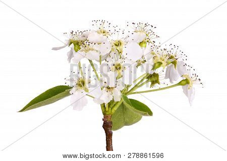 Stem With Leaves And Flowers Of An Asian Pear Tree (pyrus Pyrifolia) Isolated Against A White Backgr