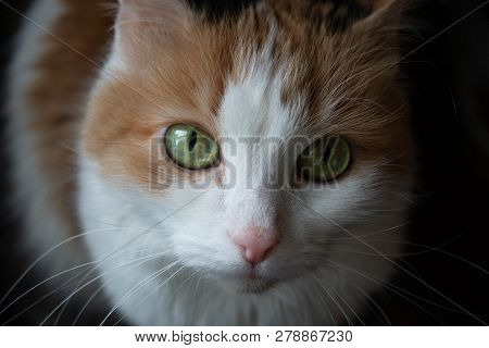 A Young Cat With Green Eyes Looks Up.