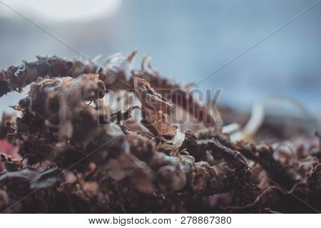 Beautiful Dry Old Green Plant Background Grunge
