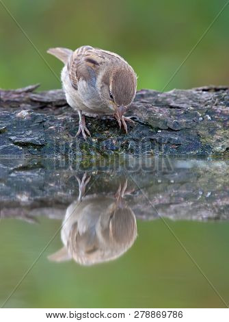 House Sparrow Looking At Water Mirror Surface