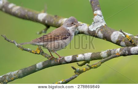 Common Whitethroat Perched In Lichen Covered Branches