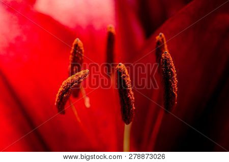 Blooming Beautiful Fresh Lily Flowers Micro View