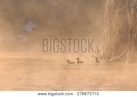 Juvenile Great Crested Grebe (podiceps Cristatus) In Comana Natural Park, Romania