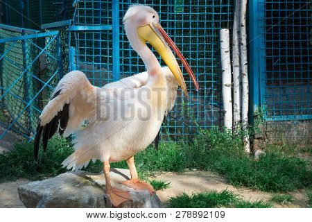 White Bird Pelican With Big Yellow Peak Neb Cleans Wing