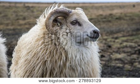 Group Of Icelandic Sheep Near The Coast. Blue Sky.