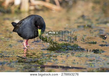 Lone Black Crake Wading Carefully Across A Muddy Pond To Look For Some Food