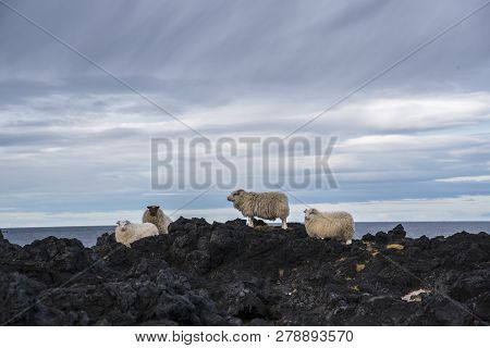 Group Of Icelandic Sheep Near The Coast. Blue Sky.