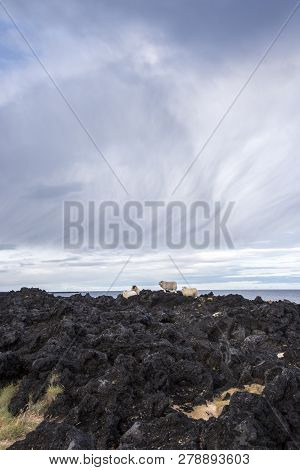 Group Of Icelandic Sheep Near The Coast. Blue Sky.