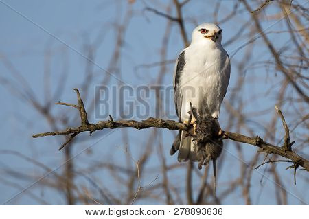 One Black Shouldered Kite Sitting In A Dry Tree With A Mouse It Killed