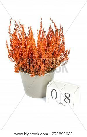 Flowers Of Orange Calluna Vulgaris With Cube Calendar On White Background, Isolated, Copy Space For 