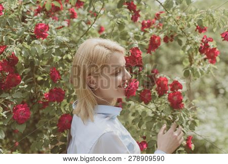 My Favorite Flowers. Summer Flower Blossom. Pretty Woman Smell Rose Flowers In Summer Garden. Sexy W