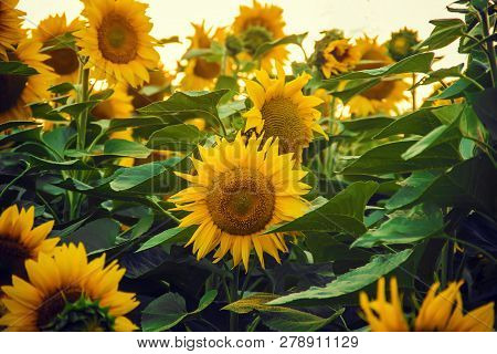 Field Of Flowering Sunflowers. Selective Focus. Nature