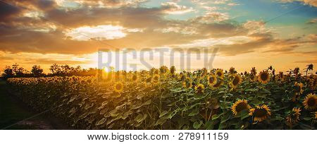 Field Of Flowering Sunflowers. Selective Focus. Nature