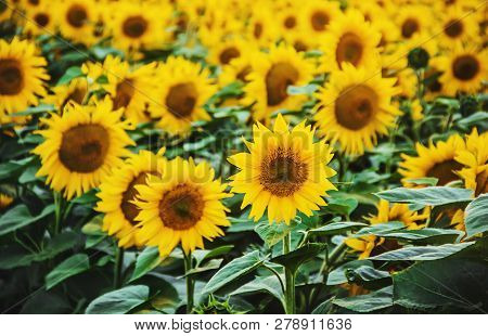 Field Of Flowering Sunflowers. Selective Focus. Nature