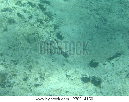 View Of Aquamarine Adriatic Seabed With Sea Urchins.