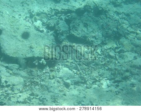 View Of Aquamarine Adriatic Seabed With Sea Urchins.