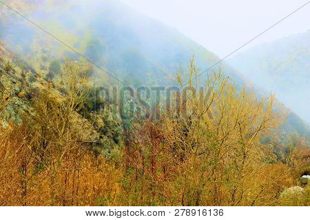 Willow Trees Changing Colors During Autumn Besides A Creek At A Riparian Woodland Surrounded By Fog 