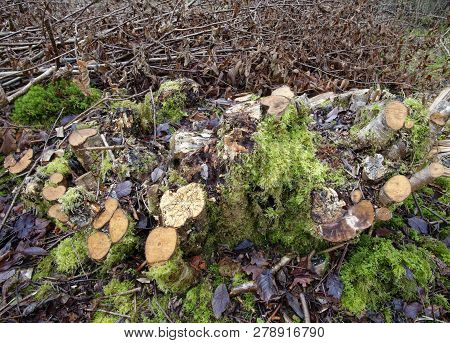 Common Hazel - Corylus Avellana 
Traditional Copice Stool