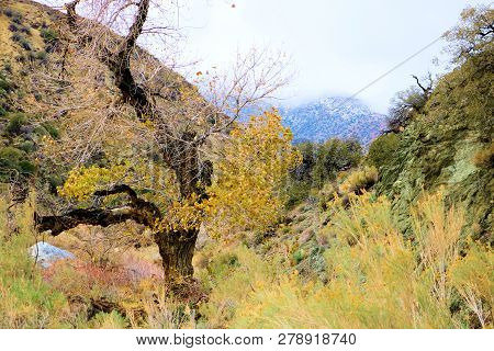Cottonwood Tree Changing Colors During Autumn Besides A Creek At A Riparian Woodland Where Desert Te