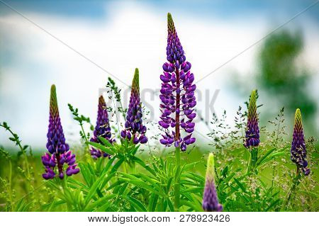 Grassy Field With Purple Lupines Dolly Shot. A Dolly Shot Past Purple Lupines.