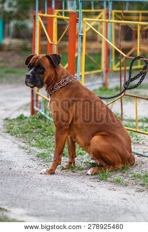 Red Dog Breed German Boxer With Uncropped Ears With Leather Leash In A Strict Collar Female