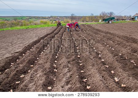 Potatoes In Boxes For Planting. Planting Potatoes On His Land In The Village.