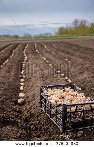 Potatoes In Boxes For Planting. Planting Potatoes On His Land In The Village.